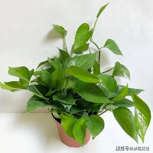 家门口种什么绿植好？这些植物既美观又实用，让你的家门口变成花园！