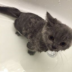 可以用什么给猫洗澡,猫用什么洗澡最好 