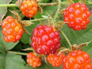 红树莓种植技术,树莓的，种植及培养结果技术？