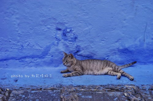 当世界上猫最多的国家,遇上世界上最美的蓝白小镇 舍夫沙万 