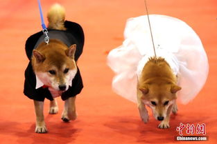 宠物狗南京举行集体婚礼 嗨翻宠物文化节 
