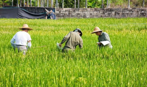 很多人说种地不挣钱,却又不愿意将土地流转出去,这是为啥