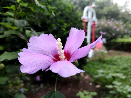 米九手机记录 花多色艳可食用的木槿花