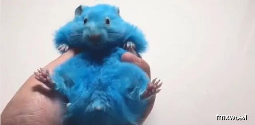 蓝色仓鼠 新物种 给仓鼠染蓝色,还说自己爱仓鼠