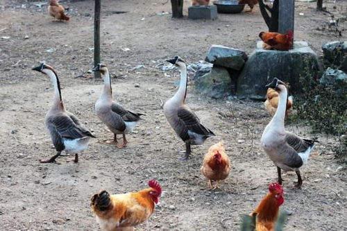 农村喜欢鸡鸭鹅一起养,这种混养模式有何好处 涨知识了