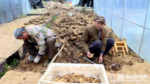 留坝 小天麻 撬动大产业 