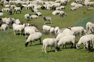 天气转暖,羊群放牧很关键,这些注意事项你都知道吗