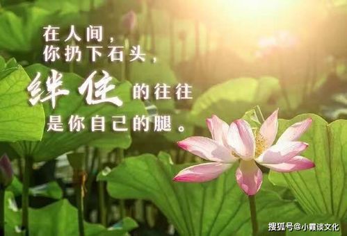 油菜摩羯座句子，油菜语短句