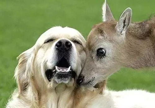 15张图告诉你,狗狗的爱可以跨越任何物种 搜狐宠物 搜狐网 