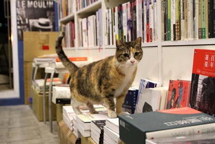 为134只踏进书店的猫取名 亲笔写进书纪录 淡水最美风景