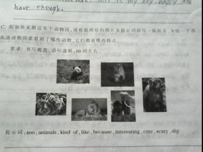 关于熊猫介绍英语作文（通用）