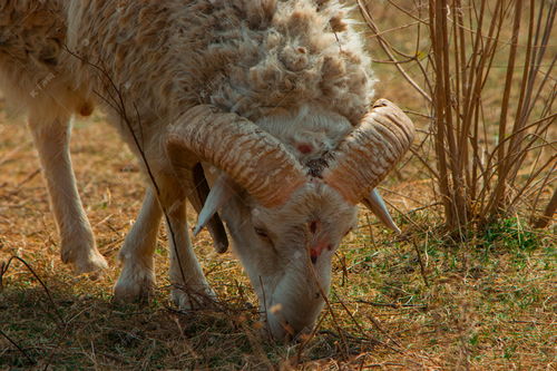 受伤的山羊在吃草高清摄影大图 千库网 