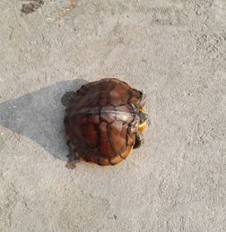 乌龟的贝壳像什么图案？