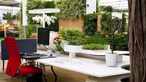 五款办公室盆栽,任意一款都值得拥有,好养又好看,还能净化空气