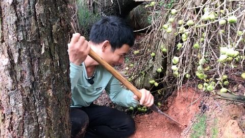 蜜蜂小知识简短介绍(蜜蜂的小知识,而且很有趣)