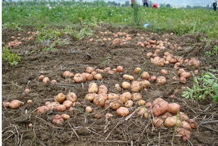 8月份种土豆是不是太热 9月10月可以种土豆吗
