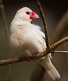 珍珠鸟和白文鸟有什么区别 怎么看都很像