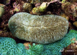 可能是第一份,最全最有趣的中文珊瑚百科