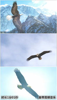 卡拉鹰,卡拉鹰:翱翔天际的自由之魂