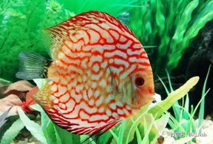 怎么防止七彩神仙鱼吃鱼卵？