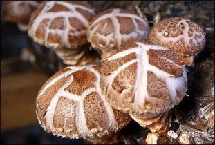 搜狐公众平台 香菇花菇冬菇身价各不同,菇菇们的区别竟如此惊人 