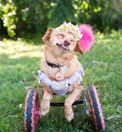 一只巨有镜头感的残疾狗狗 赢得大批粉丝 