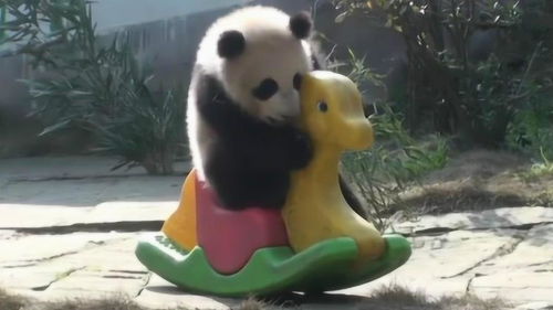 熊猫宝宝骑木马这小短腿一直蹬 萌的有点过分,好像人类,成精了 