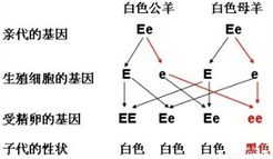 小明家喂养的一对白羊交配后.产下1只白羊和2只黑羊.他运用所学生物学知识对羊的遗传现象进行了推断.其中错误的是 A.白色是显性性状 B.母羊的基因组成是EE C.黑色是隐性性状 