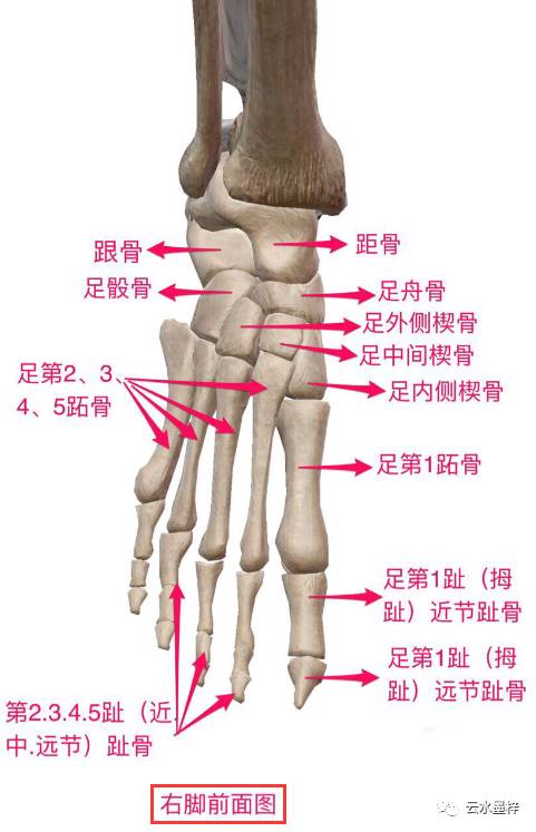 素描步骤怎么画,脚的素描 脚部的素描怎么画