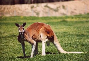 澳大利亚的国宝是什么动物,澳大利亚的国宝是什么动物