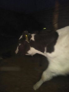 牛的脖子下面长了一个硬包并且呼吸困难是怎么回事 