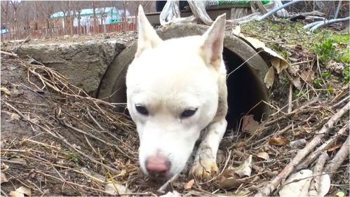 受伤狗妈妈把狗仔藏在排水管,每天四处寻找食物,艰难养育着孩子 