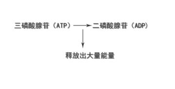 人为什么回光返照