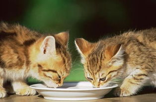 猫只喝水不吃东西能活多久 