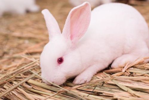 白色兔子叫什么名字,有什么特性