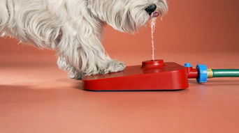 为什么连狗狗吃饭喝水都要用不同类型的碗 iBreed养宠发现