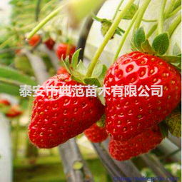 香野草莓品种介绍,美香莎草莓品种介绍？