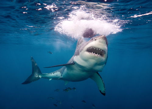 男子纵身跃入大海游泳,发现可能遇到了大白鲨,惊慌失措