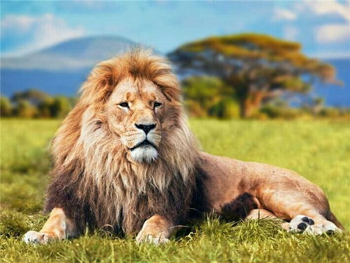 如果老虎没 纹身 狮子没 烫头 它们也许成不了王者