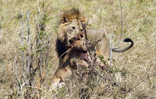 英摄影师拍非洲雄狮残忍捕食前狮王幼崽 