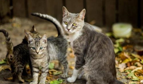 猫的冷知识 都说 虎毒不食子 ,但猫妈妈却能够亲手虐杀小猫