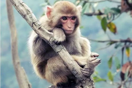 猴猴猴 2021年,穿什么衣服最旺财 生肖猴1月21号开始转变