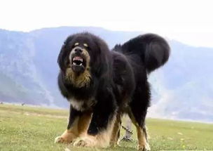 藏獒 历史最悠久的狗,却是非常有争议的品种 