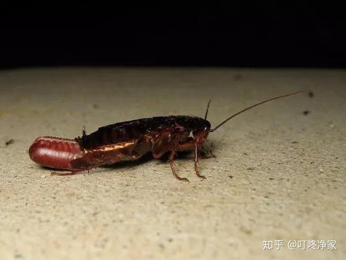 蟑螂繁殖速度很快吗 