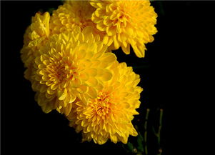 黄菊花的花语是什么 黄菊花有哪些作用