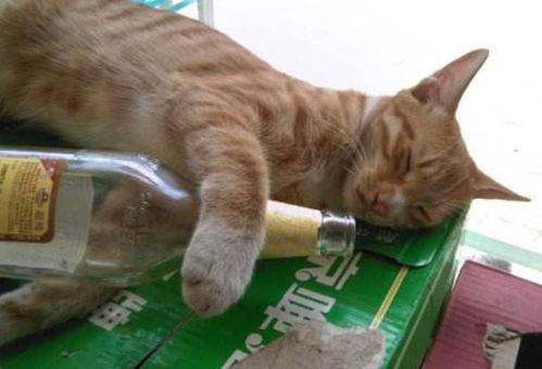 猫咪也爱喝酒 其实它的肝脏无法对付酒精,喝酒如喝毒