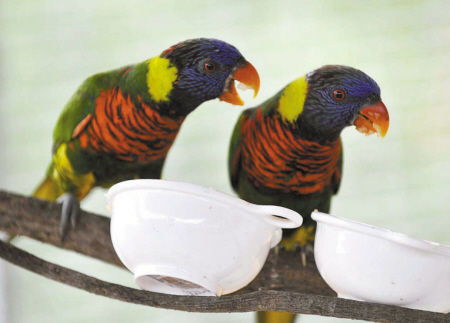 国庆雅戈尔动物园17种新引进动物将与游客见面 