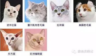 史上最贵的猫竟然是它 不要骗人好吗 