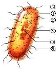 如图是细菌结构模式图.请据图回答. 1 填出下列各标号名称 ① ② ③ 2 图中 可使细菌在水中游动. 对细菌有保护作用. 3 从图中 可见.细菌没有形成的 