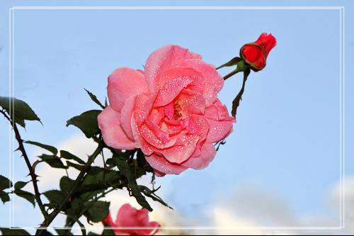 玫瑰花的主要特征 玫瑰花特点,外貌,颜色,气味